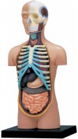 Купить 3D пазл 4D Master Human Torso Anatomy Model 26051  по цене от 962 грн.