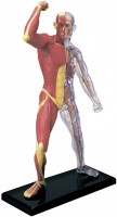 Купить 3D пазл 4D Master Muscle and Skeleton Anatomy Model 26058: цена от 810 грн.