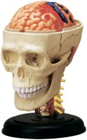 Купить 3D пазл 4D Master Cranial Nerve Skull 26053: цена от 908 грн.