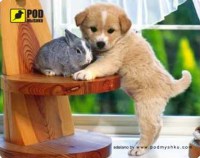Купить коврик для мышки Pod myshku Puppy  по цене от 44 грн.