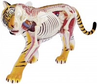 Купить 3D пазл 4D Master Tiger Anatomy Model 26105  по цене от 749 грн.