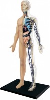 Купить 3D пазл 4D Master Half Cleared Human Body Anatomy Model 26085  по цене от 3409 грн.