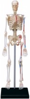 Купить 3D пазл 4D Master Human Skeleton Model 26059: цена от 999 грн.