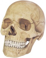 Купить 3D-пазл 4D Master Exploded Skull Model 26086: цена от 732 грн.