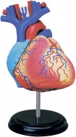 Купить 3D пазл 4D Master Heart Anatomy Model 26052  по цене от 1799 грн.