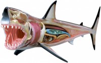 Купить 3D пазл 4D Master Great White Shark Anatomy Model 26111  по цене от 499 грн.
