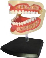 Купить 3D пазл 4D Master Adult Dentures 626015  по цене от 797 грн.