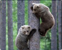 Купити килимок для мишки Voltronic Power Two Bears за ціною від 47 грн.