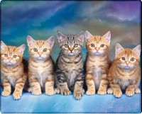 Купити килимок для мишки Voltronic Power Five Cats за ціною від 47 грн.